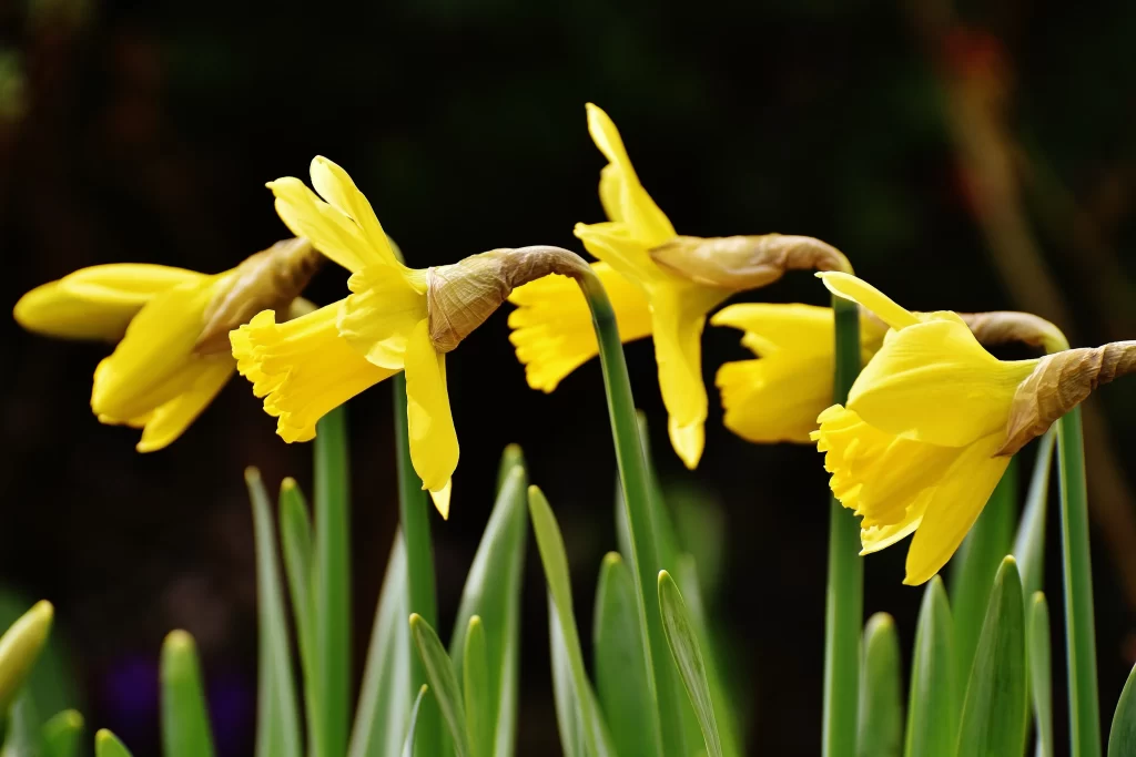 Yellow Daffodil Bloom Petals Curved Stems
