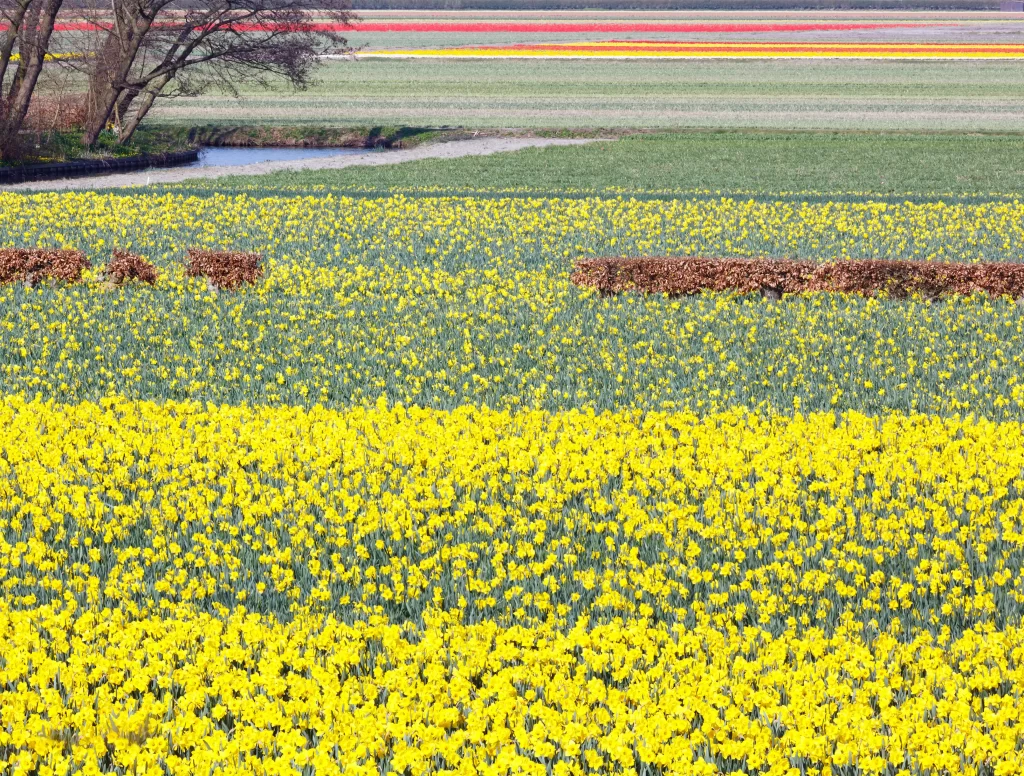 Yellow Daffodil Bloom Petals warm Field