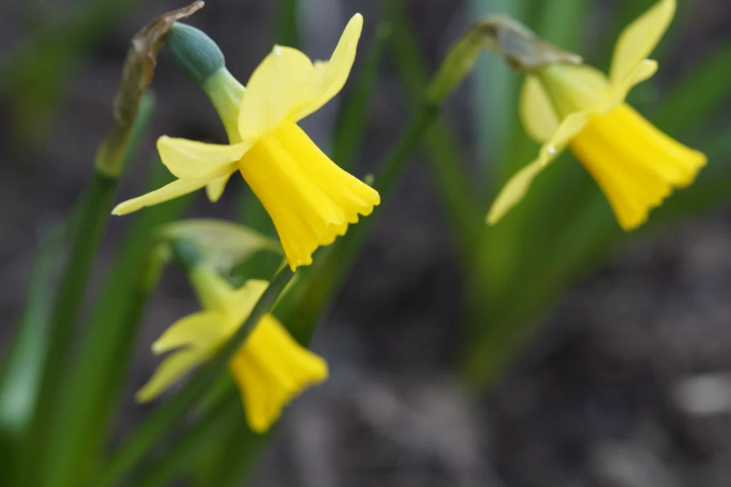Yellow Daffodil Bloom Petals Green warm Stems