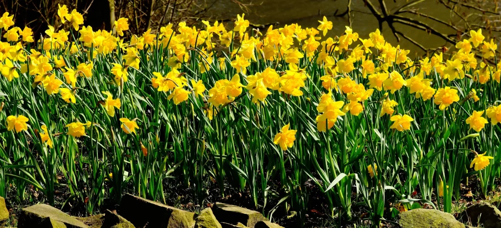 Yellow Daffodil Bloom Petals Green warm Leaves