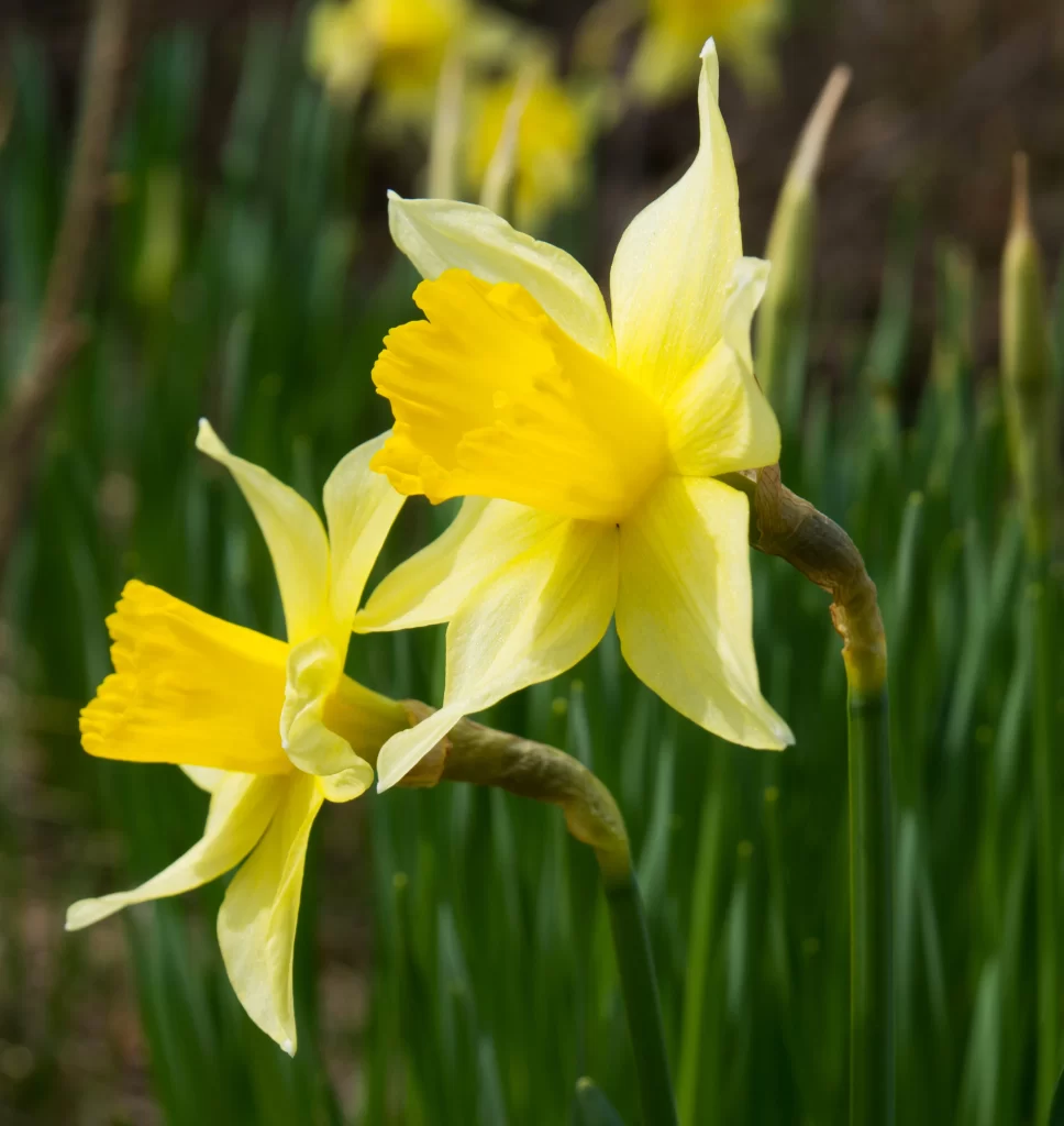 Yellow Daffodil Bloom Petals Curved Trumpet Green