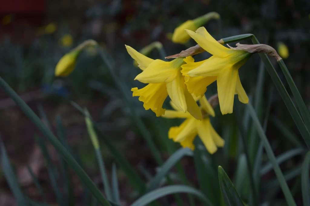 Yellow Daffodil Bloom Petals Curved Stem