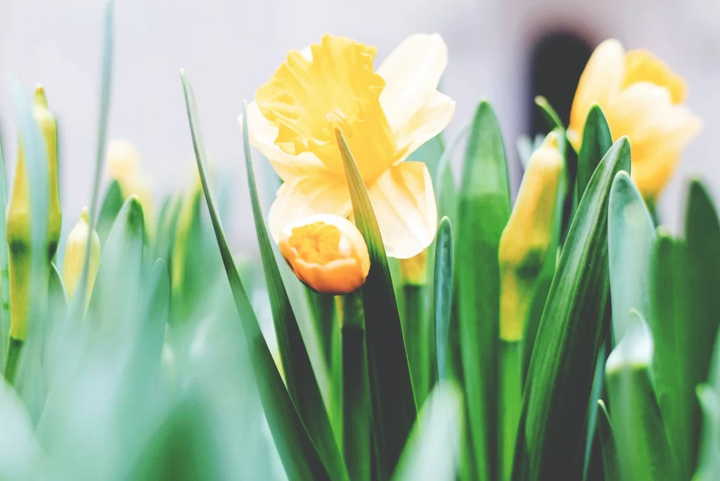 Yellow Daffodil Blooming Petals Green Leaves