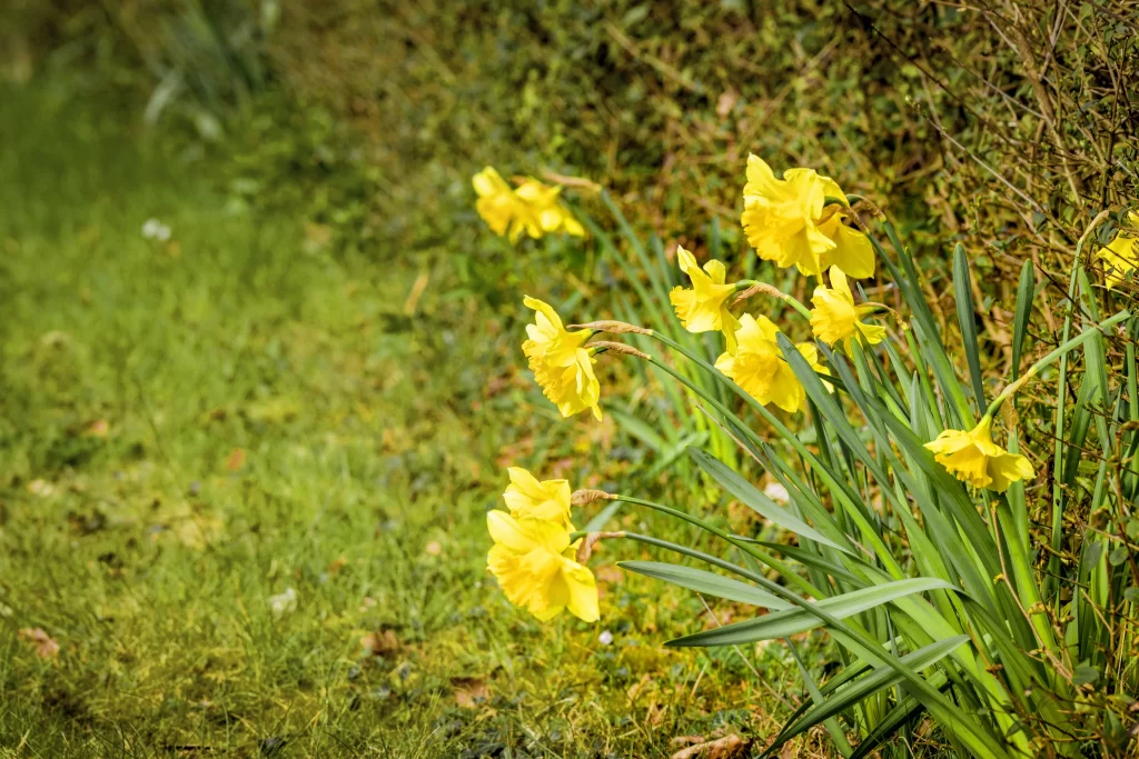 Yellow Daffodil Blooming Petals Greenery