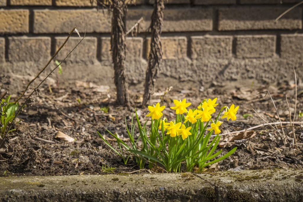 Yellow Daffodil Blooming Petals Green gray Leaves