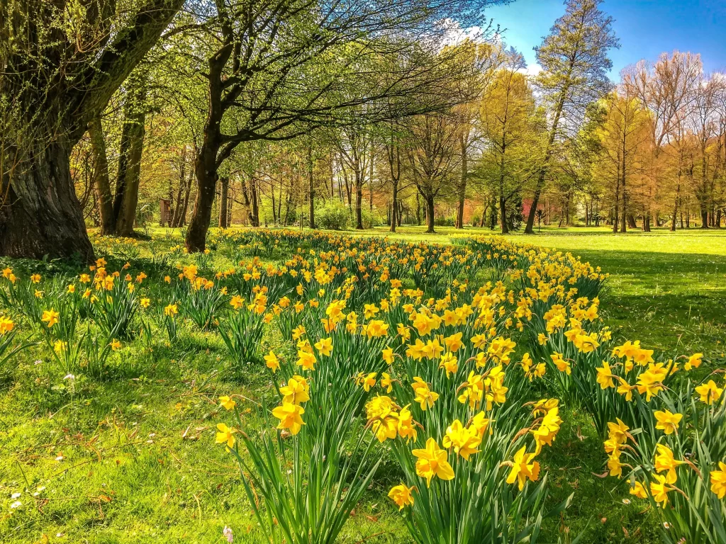 Yellow Daffodil Blooming Petals Green Lawn