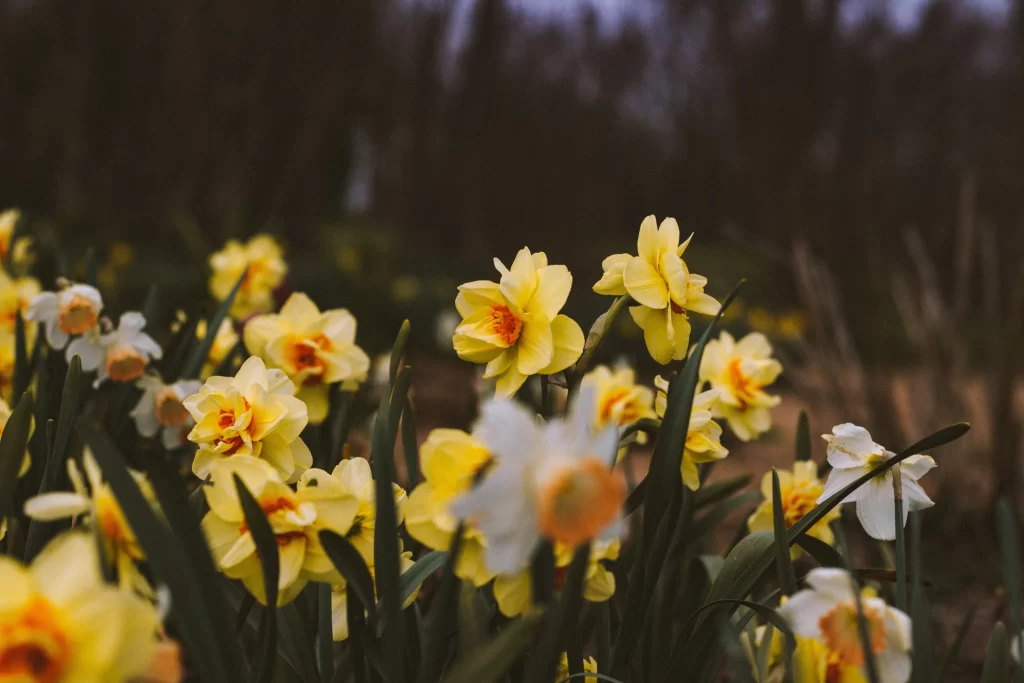 Yellow Daffodil Blooming Petals Green gray Leaves