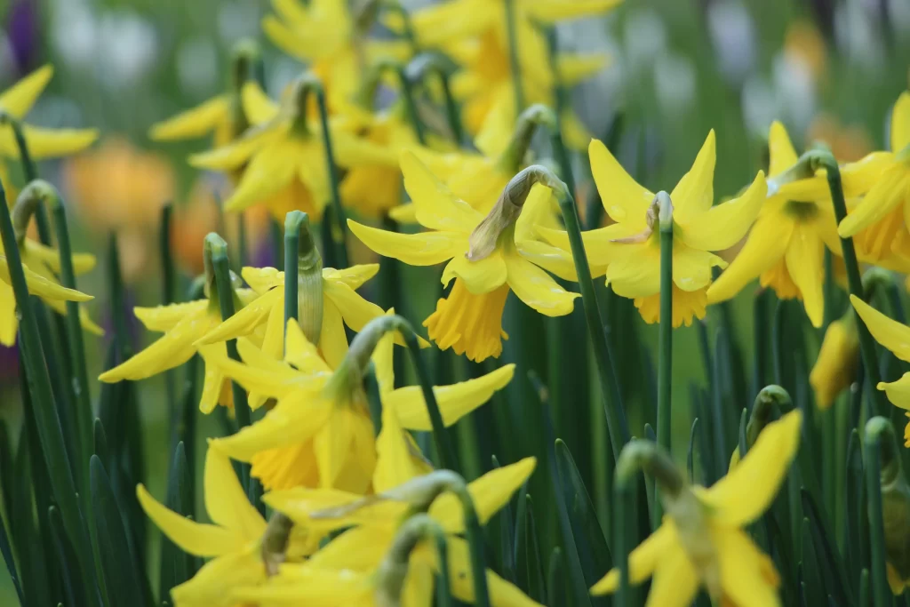 Yellow Daffodil Blooming Petals Green Stems