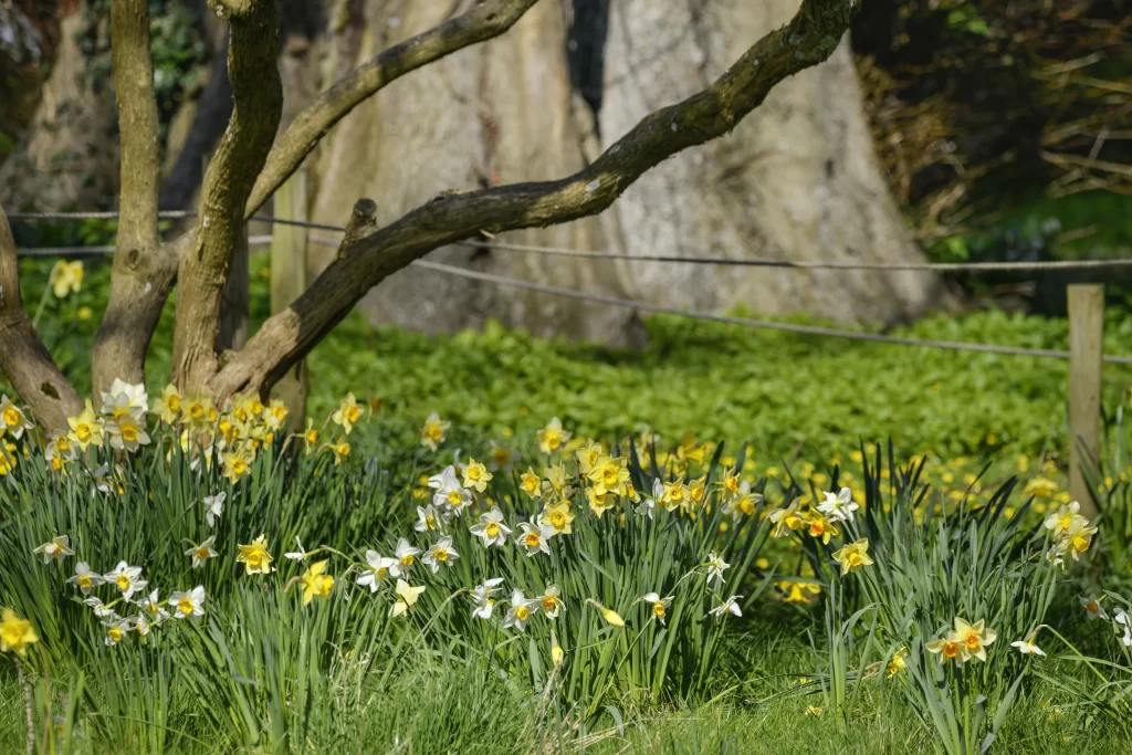 Yellow Daffodil Blooms Green Grass Sunlit