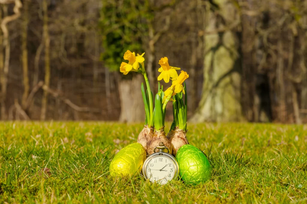 Yellow Daffodil Blooms Green Stems Grass