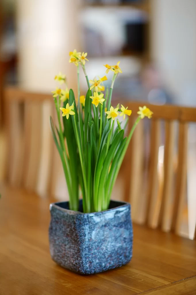 Yellow Daffodil Blooms Green Leaves Blue Pot
