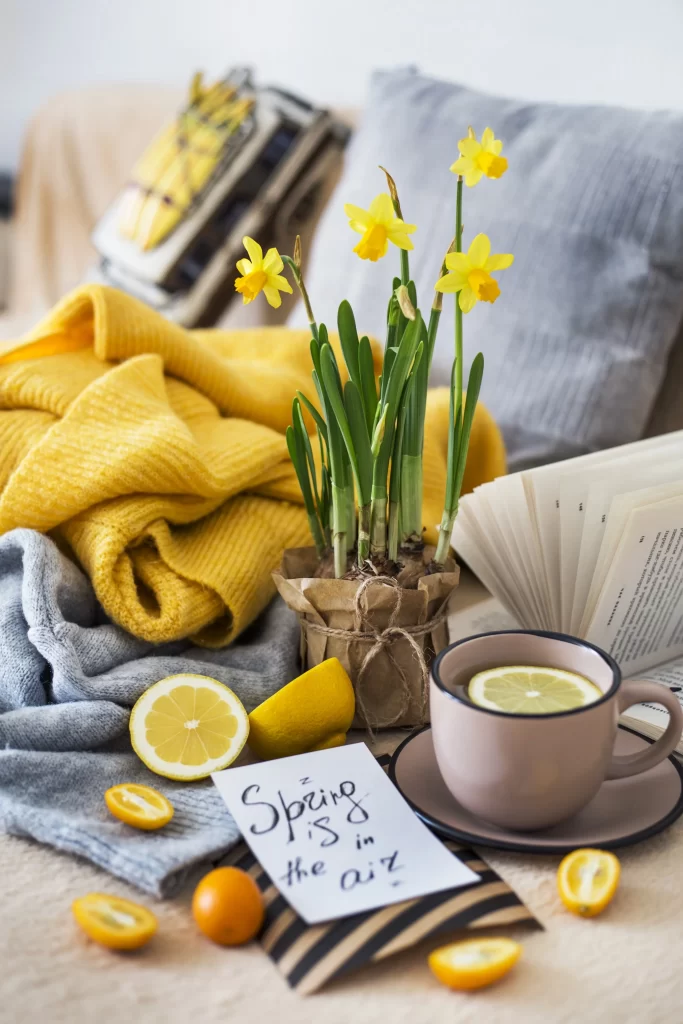 Yellow Daffodil Blooms Green Leaves