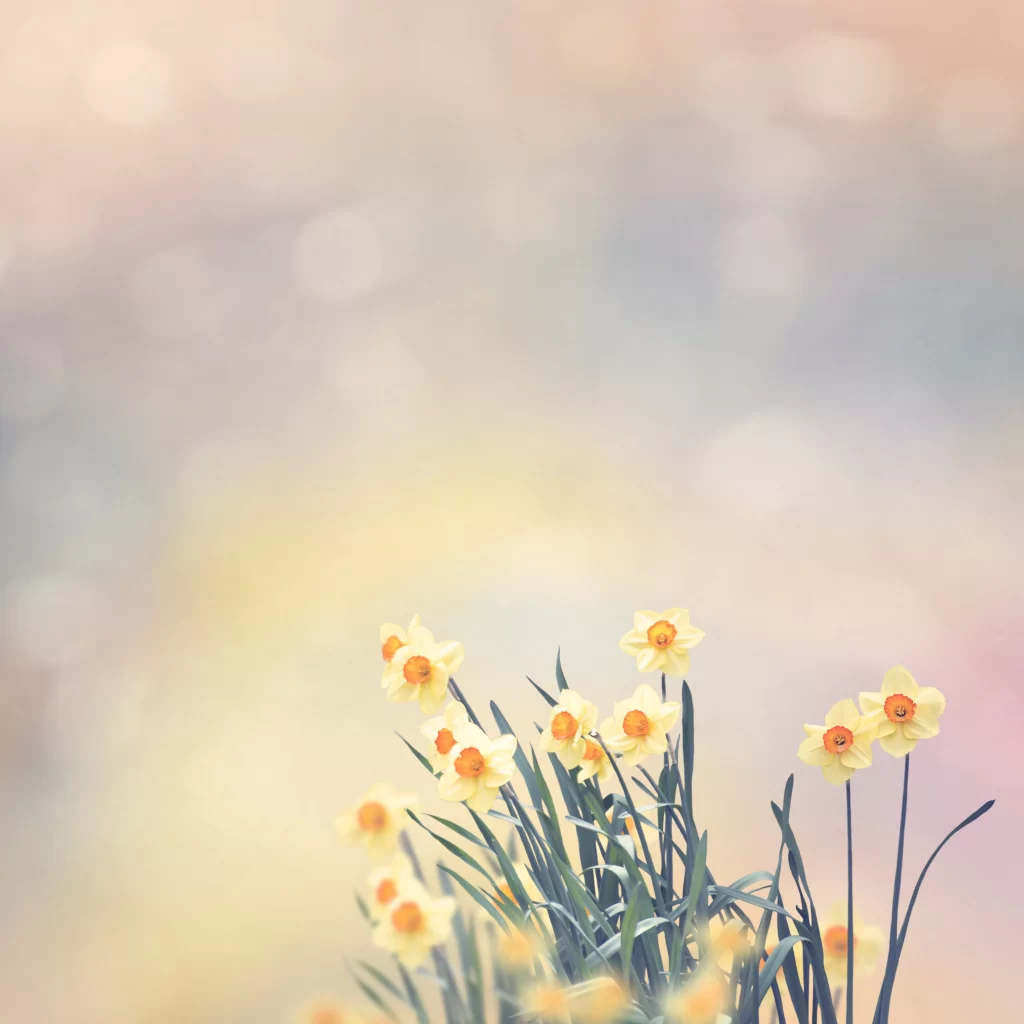 Yellow Daffodil Blooms Petals Green Stems Soft Focus