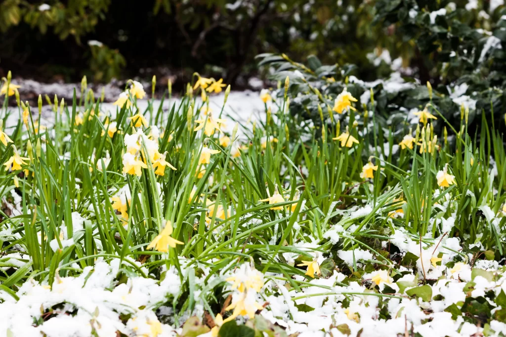 Yellow Daffodil Blooms Petals Snow Green Leaves