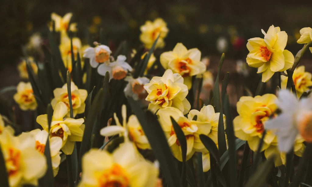 Yellow Daffodil Blooms Petals Green warm Stems