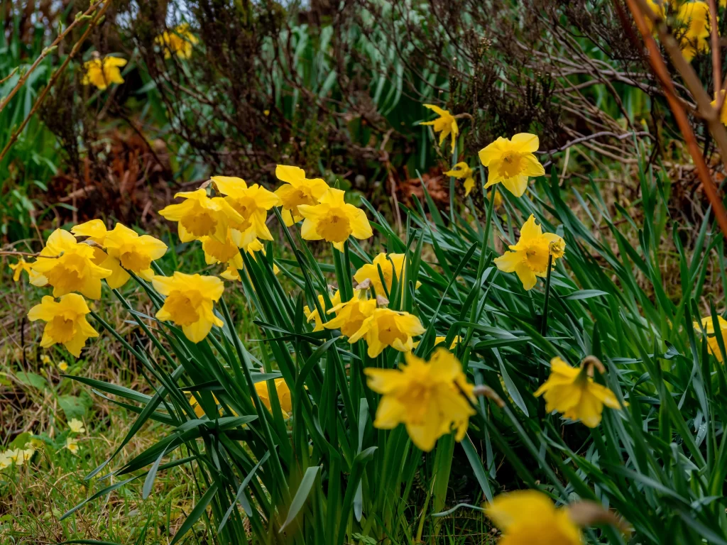 Yellow Daffodil Blooms Petals Green warm Leaves