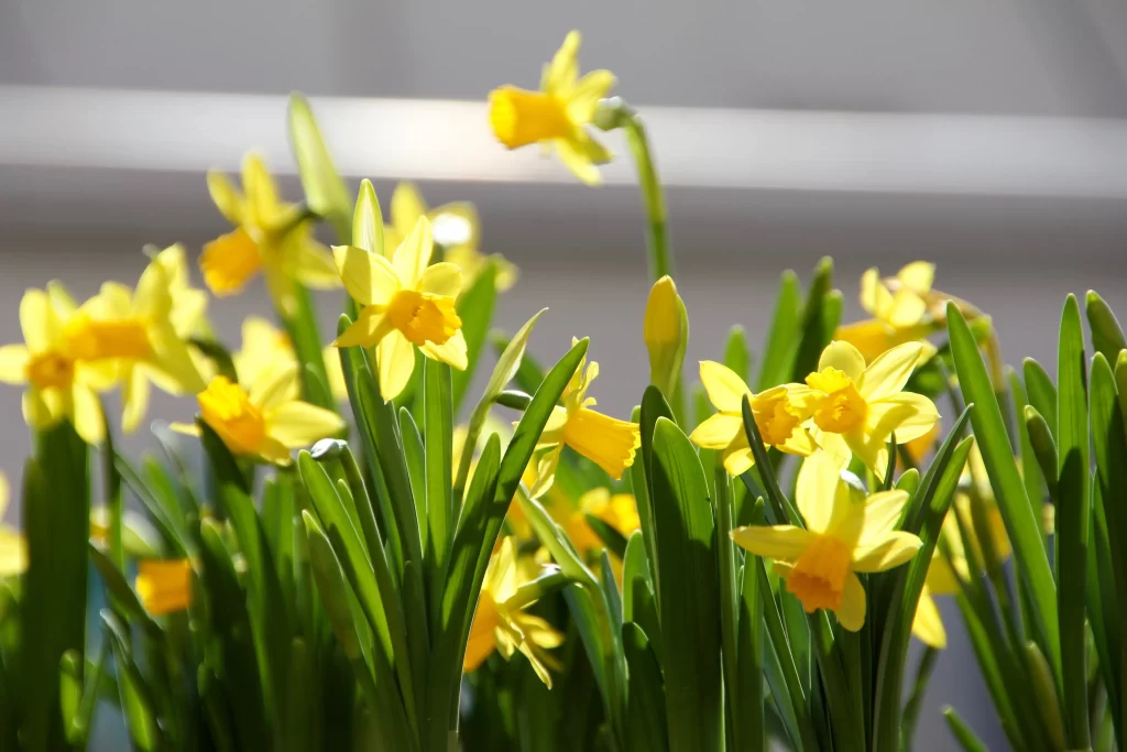 Yellow Daffodil Blooms Petals Sunlight Green Leaves