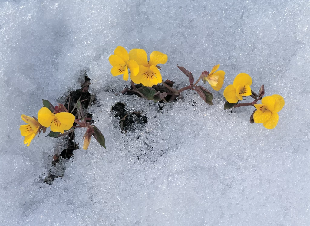 Yellow Daffodil Blooms Petals Snow