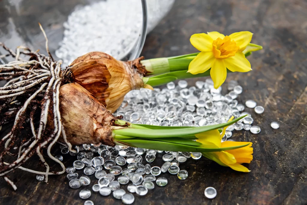 Yellow Daffodil Blooms Petals Green gray Leaves
