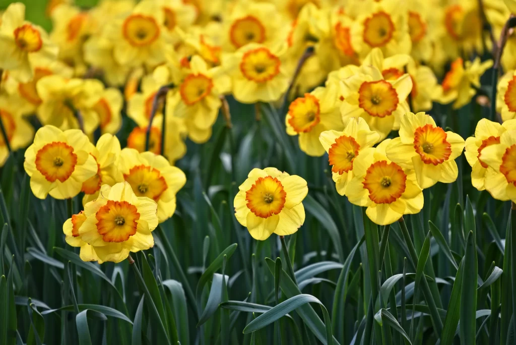 Yellow Daffodil Blooms Petals Green warm Leaves