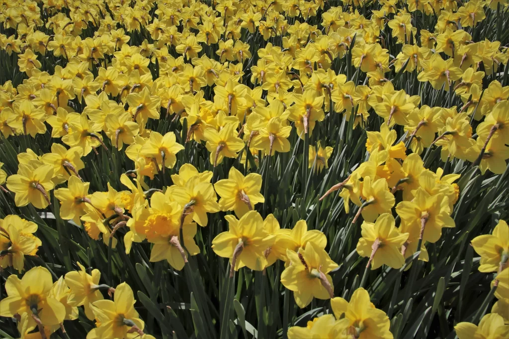 Yellow Daffodil Blooms Petals Sunlit Field
