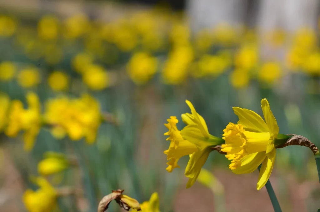 Yellow Daffodil Blooms Petals Green warm Stems