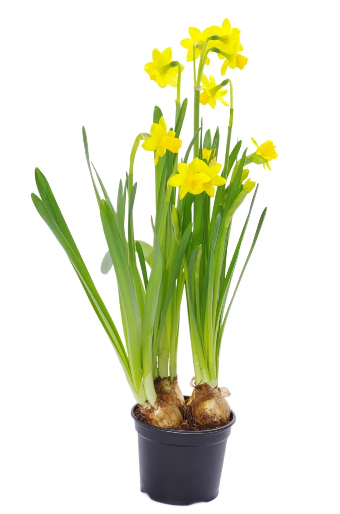 Yellow Daffodil Blooms Petals Green Leaves Pot