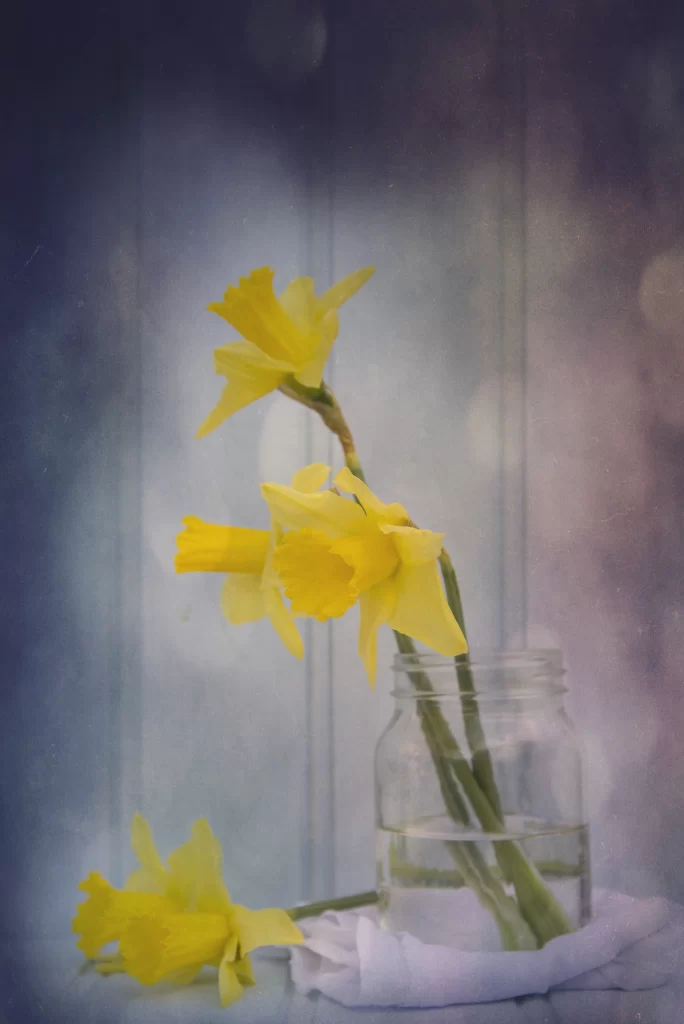 Yellow Daffodil Blooms Petals Vase Water