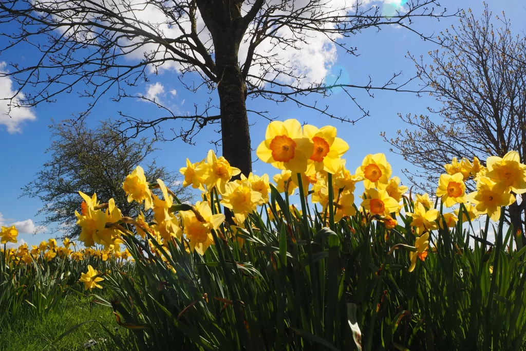 Yellow Daffodil Bright Blooms Green Leaves Blue Sky