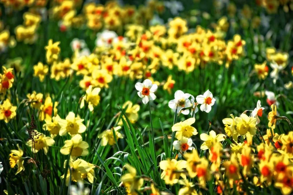 Yellow Daffodil Bright Green Leaves Sunlit