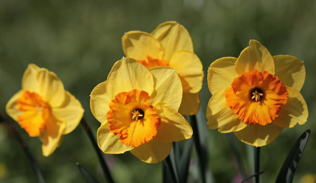 Yellow Daffodil Bright Orange Center Petals Sunlit