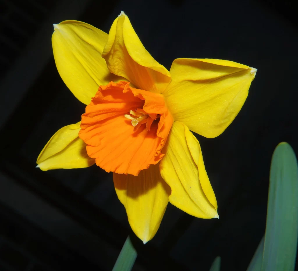 Yellow Daffodil Bright Orange Center Petals