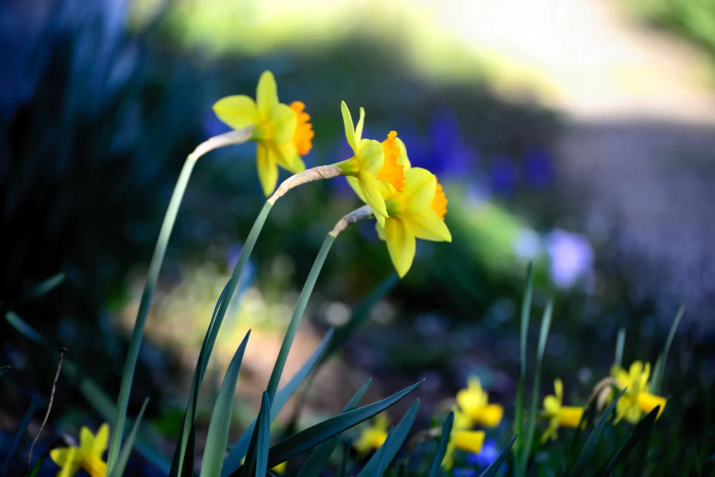 Yellow Daffodil Bright Petals Sunlight gray Greenery