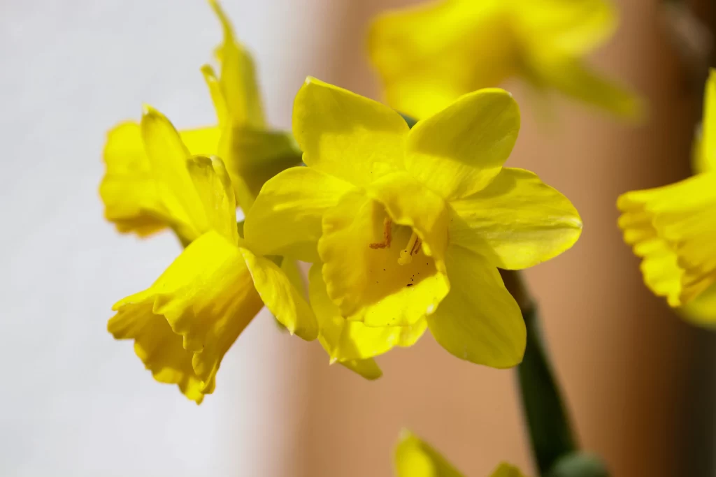 Yellow Daffodil Bright Petals Sunlit warm Vibrant