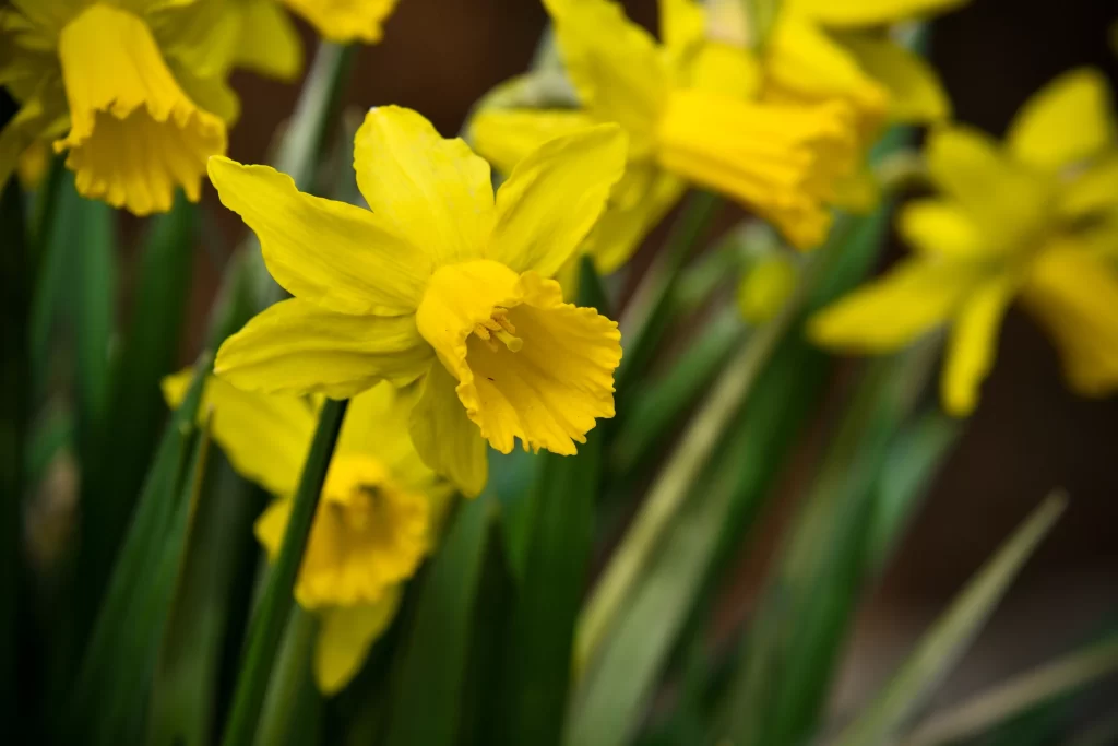 Yellow Daffodil Bright Petals Trumpet Shape Green warm Leaves