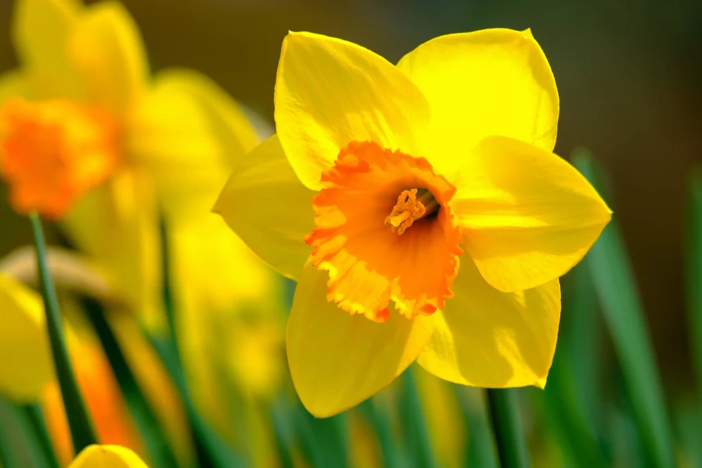 Yellow Daffodil Bright Petals Orange Center Sunlit