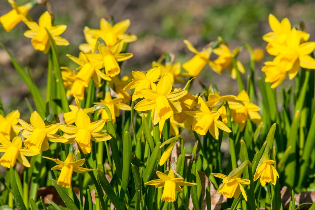 Yellow Daffodil Bright Petals Green Stems warm Sunlit