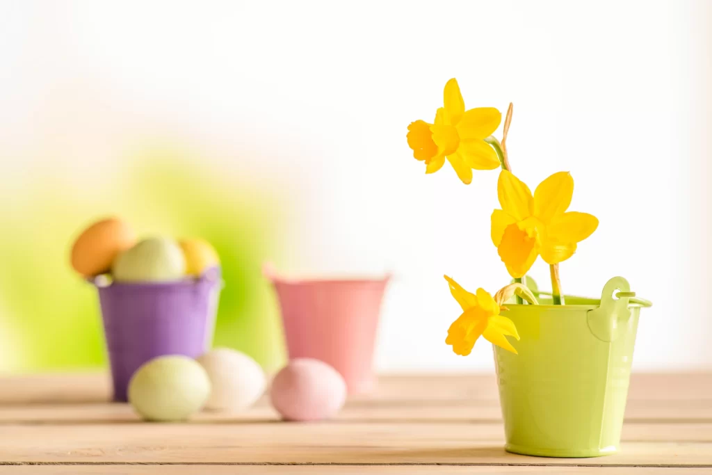 Yellow Daffodil Bright Petals Green Bucket