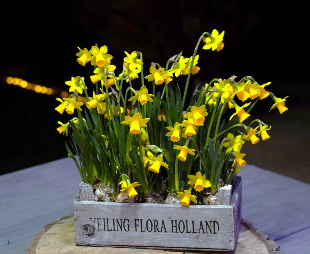 Yellow Daffodil Bright Petals Green Stems Wooden Box