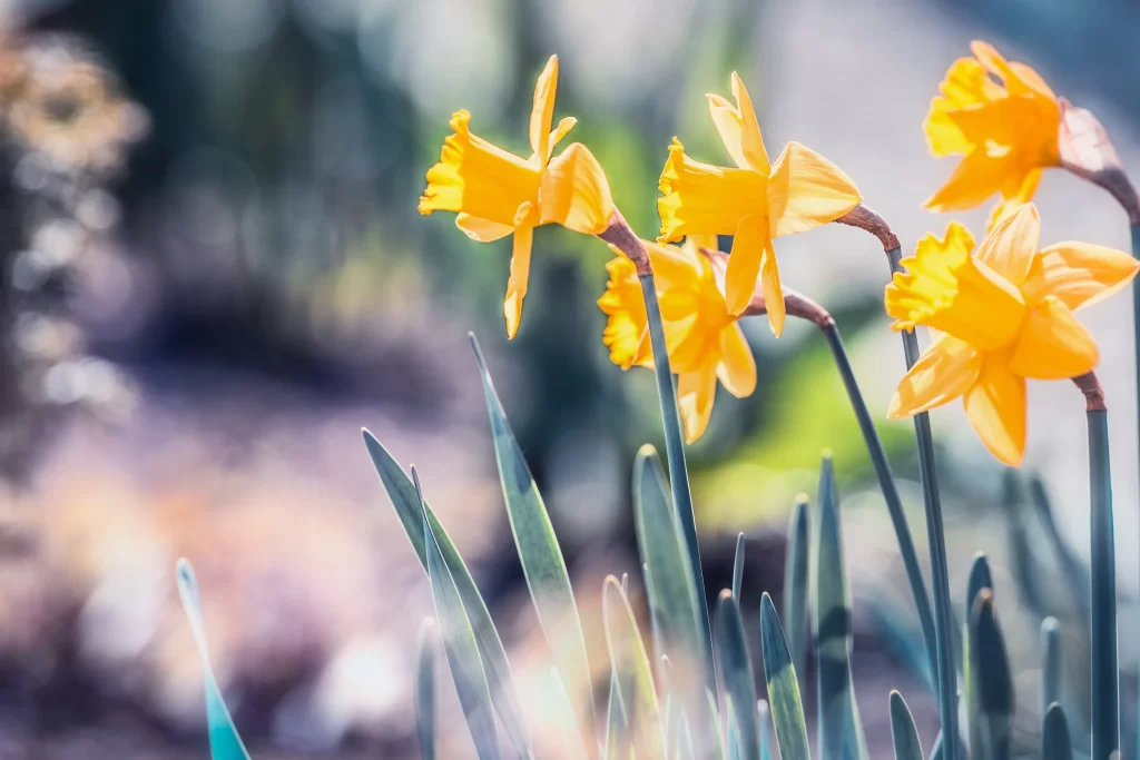 Yellow Daffodil Bright Petals Sunlight Garden
