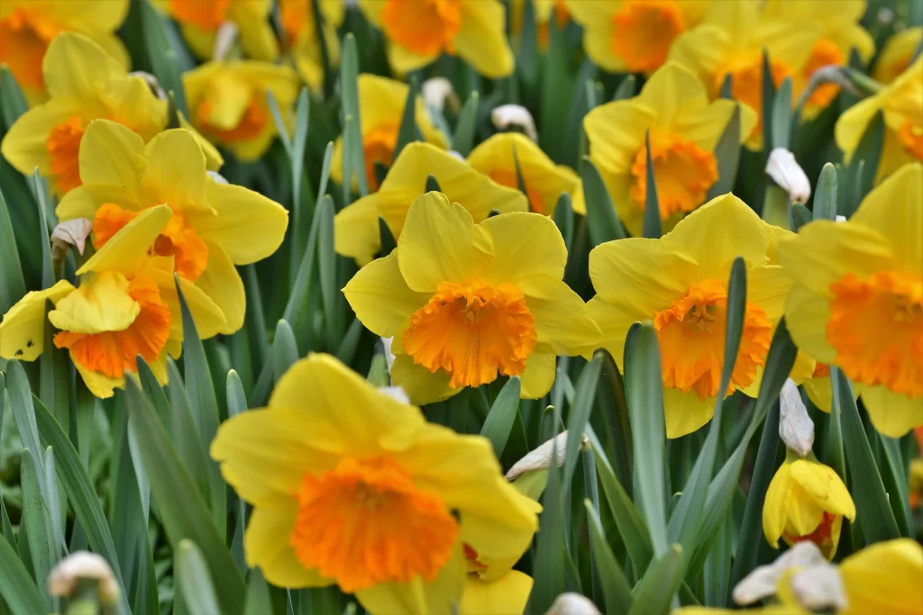 Yellow Daffodil Bright Petals Orange Center Green warm Leaves