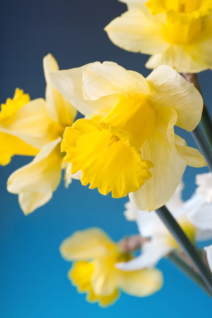 Yellow Daffodil Bright Petals Curved Trumpet Blue Background