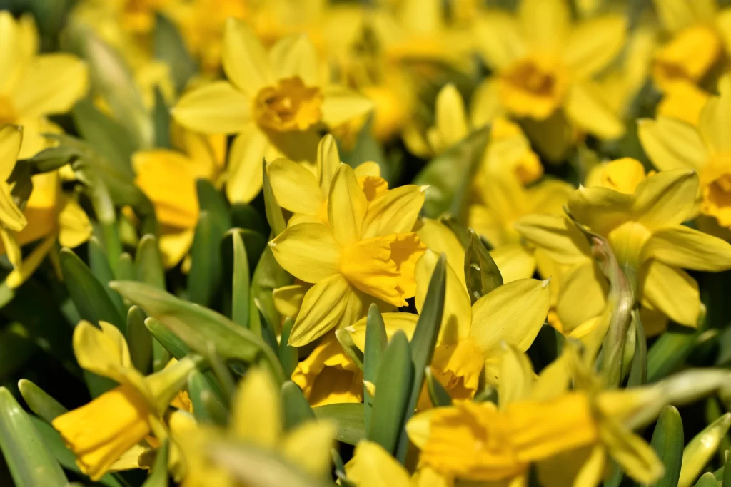 Yellow Daffodil Bright Petals Green warm Leaves