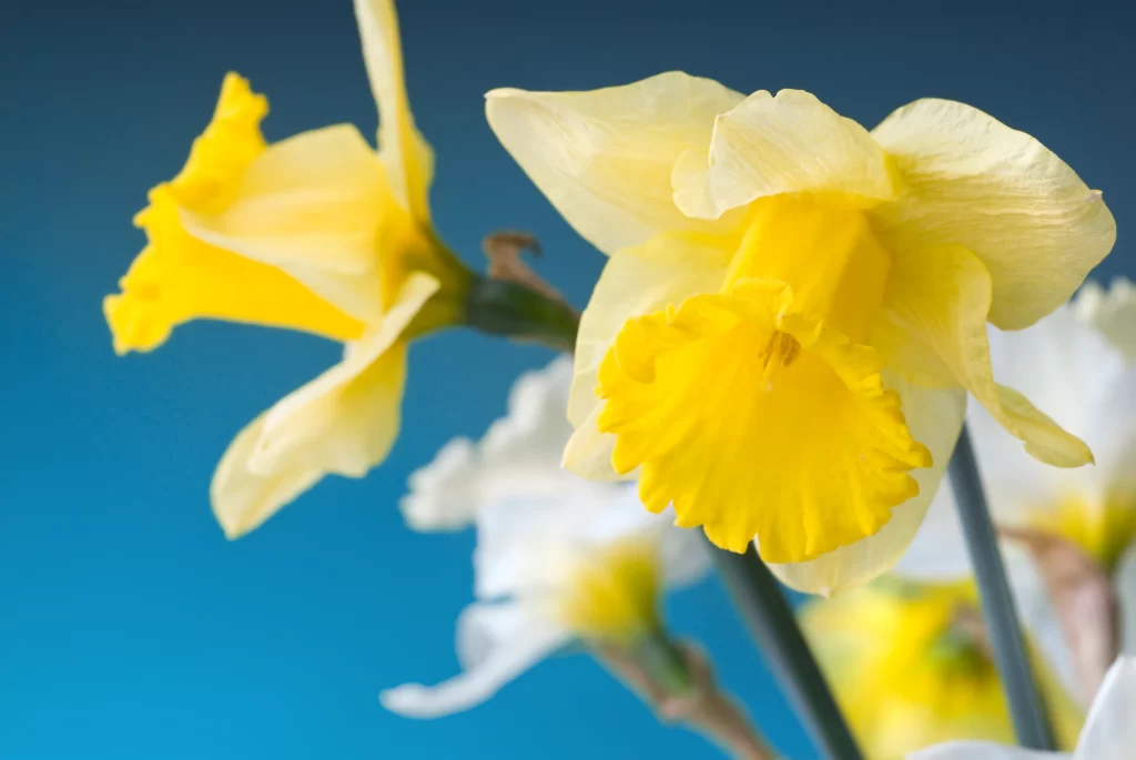 Yellow Daffodil Bright Petals Blue Background