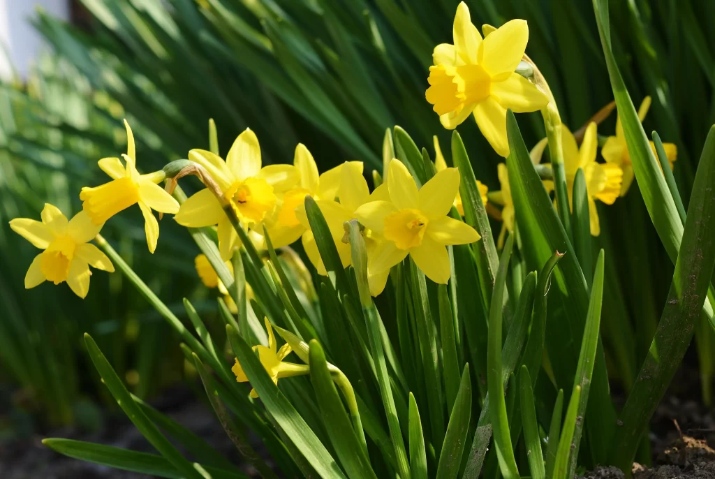 Yellow Daffodil Bright Petals Green Leaves warm Sunlight