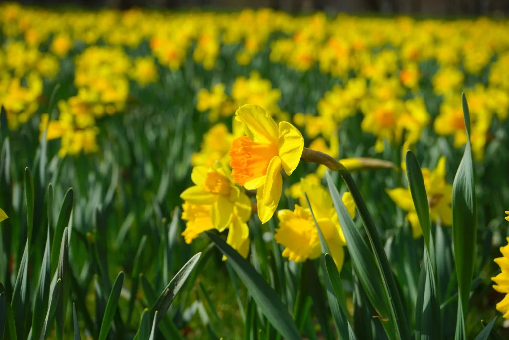 Yellow Daffodil Bright Petals Sunlit warm Field