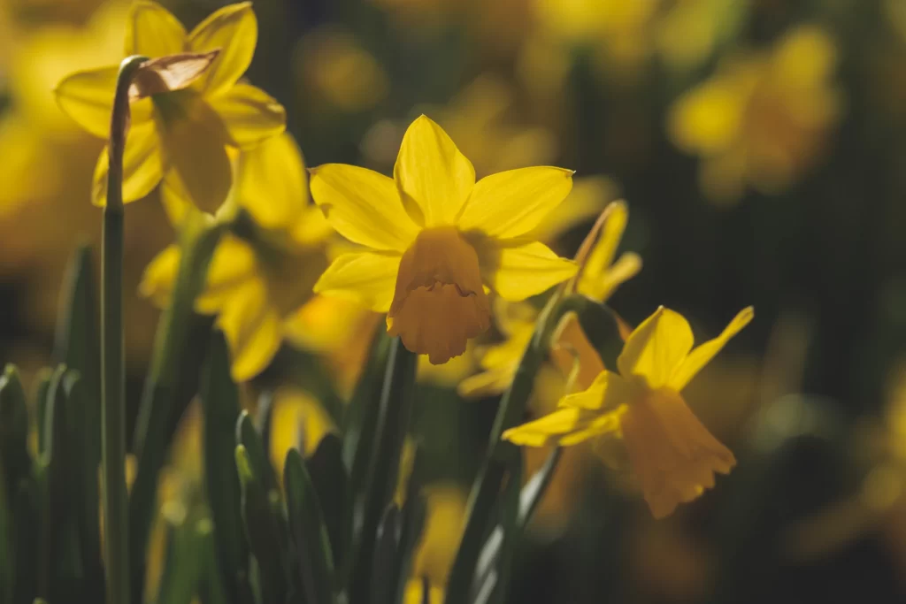Yellow Daffodil Bright Petals warm Sunlight