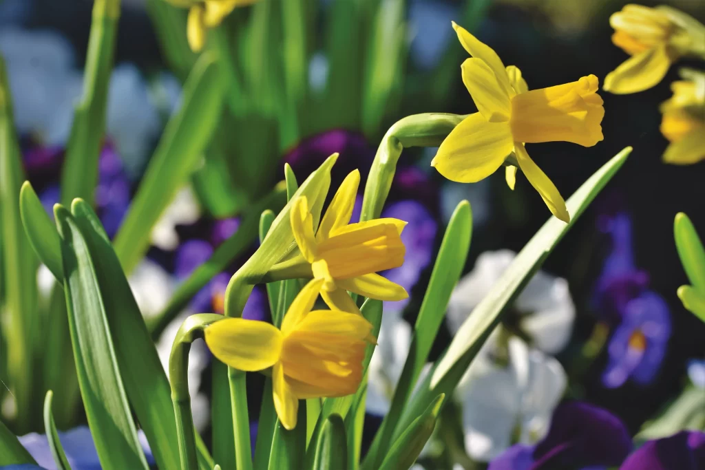 Yellow Daffodil Bright Petals Green warm Leaves