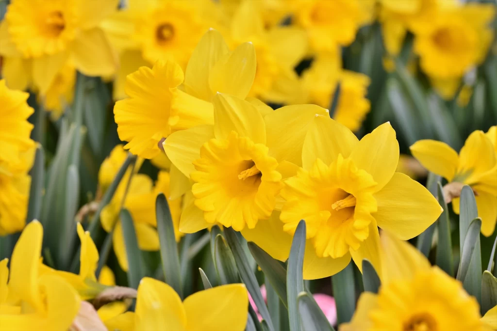 Yellow Daffodil Bright Petals Green Leaves