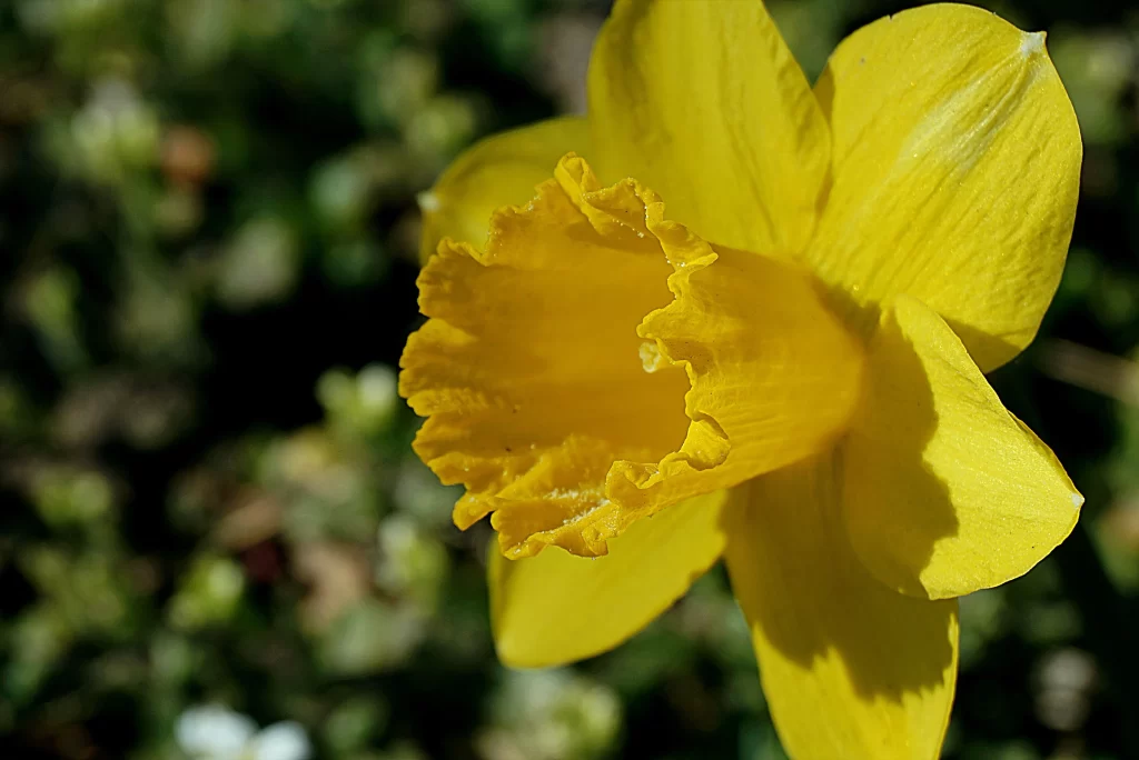 Yellow Daffodil Bright Petals Trumpet Shape